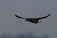 David Plant Photography - Wildlife Photography - Brent goose - I